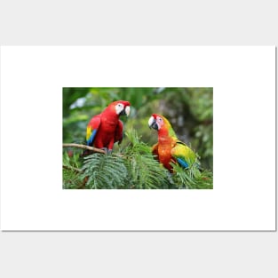 Scarlet Macaws - Costa Rica Posters and Art